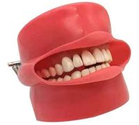 Modelo de cabeza fantasma dental máscara de silicona modelos de cubierta de cavidad de anatomía dental con 28 dientes fijos de tornillo para el aprendizaje de la estomatología dental por los