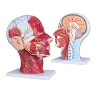 Modelo De Cabeza Humana, Modelo De Cabeza Y Músculo, Modelo De Anatomía del Cuello De Media Cabeza Humana, Modelo Neurovascular con Músculos, Tamaño Real 1:1