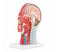 Modelo de Cabeza Médica Anatómica modelos anatomicos Modelo de Estudio de Sección Media de Cabeza, Cerebro, Cuello, con Anatomía Interna Muy Detallada, Modellen & educatieve materialen