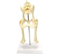 Modelo De Cadera Canina, Modelo De Pelvis Canina, Espécimen De Pierna De Esqueleto De Perro, Modelo Animal Médico De Biología, Modelo Anatómico De Esqueleto For Estudio Veterinario