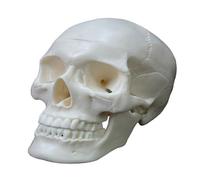 Modelo de calavera de anatomía humana, diseño desmontable de 3 partes, tamaño 1/2 con manual de estudio (3 partes blancas)