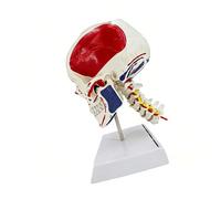 Modelo de calavera de enseñanza médica de tamaño real con coloración muscular precisa y mandíbula desmontable, modelo de calavera desmontable