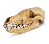 Modelo de calavera de zorro de resina, réplica de cráneo de zorro de zorro salvaje de tamaño natural para accesorios de Halloween, enseñanza de la ciencia