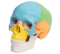 Modelo de calavera desmontable 4D, herramienta de enseñanza, herramienta de enseñanza, cráneo, órganos humanos, modelo anatómico de anatomía médica