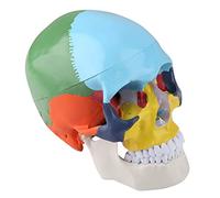 Modelo de Calavera, Enseñar Instrumento de Plástico Anatomía del Cráneo Modelo de Esqueleto para Estudiar el Modelo Anatómico de Calavera Humana para Adultos con Tarjeta de