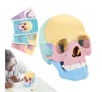 Modelo de calavera humana, miniatura de cabeza humana, juguete de esqueleto colorido, para estudios de arte, medicina cosmética, 5,71 x 3,39 x 4,33 pulgadas, material compacto y resistente