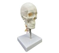 Modelo de calavera humana para adultos, modelo anatómico médico de cabeza humana con vértebra cervical, suministros médicos para enseñanza con vértebra cervical anatómico para estudio de aula de