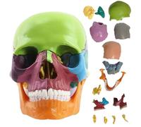 Modelo de calavera Medical desmontable 15 partes 1: 2 Anatomía de tamaño natural Modelo de cráneo Anatomía y herramientas de estudio de fisiología para estudiar la enseñanza profesional, cráneo