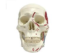 Modelo de Calavera para Adultos - Modelo de Calavera Humana de tamaño Natural - Modelo de Cabeza de Calavera del Modelo de anatomía con Tapa del cráneo extraíble - para el Modelo de exhibición de
