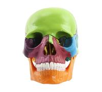 Modelo de calavera - Plantilla desmontable de anatomía de cuerpo humano de 15 partes a escala 1:2 | Herramienta de estudio profesional para enseñanza médica, educación, ciencias, aula, estudio