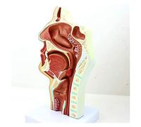 Modelo de cavidad Anatomía Humana Modelo 1: 1 Modelo de cavidad Humana de tamaño Natural Anatómico Modelo de patología nasofaríngea
