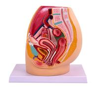 Modelo de cavidad de pelvis femenina, anatomía de órganos reproductivos para entrenamiento obstétrico y anatomía de demostración clínica