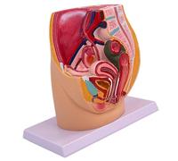 Modelo de cavidad de pelvis femenina, modelo de anatomía de órganos reproductivos femeninos para entrenamiento obstétrico y demostración clínica, ayuda anatómica de enseñanza
