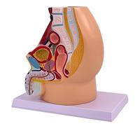 Modelo de cavidad de pelvis masculina Modelo de anatomía de órganos reproductores masculinos para entrenamiento obstétrico y demostración clínica Entrenamiento de profesionales de la salud
