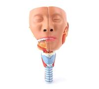 Modelo de cavidad nasal, bucal y faríngea a tamaño real. Anatomía del músculo faríngeo laríngeo humano a escala 1:1
