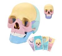 Modelo de cavidad para niños - Educación en ciencias médicas | Cabeza de muestra médica - cuerpo humano para niños: cráneo humano, muestra desmontable, cabeza del modelo del cráneo, cavidad craneal, K