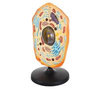 Modelo de célula Animal, Estructura anatómica Celular Grande 45 cm con orgánulos detallados, Modelo enseñanza biología PVC for aulas