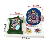 Modelo de célula Animal y Vegetal, Modelo anatómico de enseñanza médica, Modelo biológico Experimental for Estudio, exhibición, enseñanza médica.