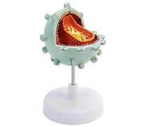 Modelo de célula de virus humano, modelo de célula de ayuda, modelo citopático de estructura de modelo de demostración de amplificación de virus, utilizado for la enseñanza.