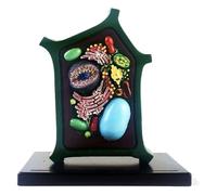 Modelo de célula Vegetal Modelo de anatomía Vegetal Modelo Celular - Modelo Educativo Modelo anatómico de célula Vegetal - Modelo de enseñanza de biología - for la colección de educación científica