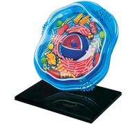 Modelo de células animales 4D, esqueleto anatómico de células, modelo de aprendizaje de estructura de microbiología para aula de ciencias