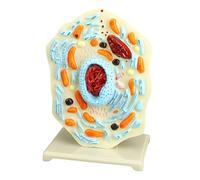 Modelo de células animales, modelo de anatomía celular, modelo de biología del retículo endoplásmico, modelos científicos, ayuda a la enseñanza, biología animal, ciencia, anatomía para estudio