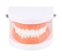 Modelo de cepillado de dientes, modelo estándar de dientes Typodont, demostración para enseñar y estudiar, tamaño pequeño