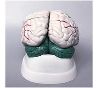 Modelo de Cerebro anatómico Humano - Modelo de anatomía del Cerebro Humano
