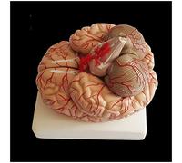 Modelo de Cerebro anatómico Humano - Modelo de anatomía del Cerebro Humano de tamaño Natural - Modelo de anatomía de órganos Humanos Modelo de Cerebro - para Ayuda educativa médica,A