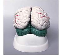 Modelo de Cerebro anatómico Humano - Modelo de anatomía del Cerebro Humano Modelo de anatomía de la Estructura del cerebelo del Tronco del encéfalo - Modelo anatómico de órgano Humano Model