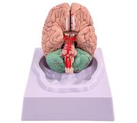 Modelo de cerebro cerebro humano modelo de 8 partes de con 32 identificadores digitales Anatomía humana para el estudio de la clase para el aula de la ciencia Mostrar enseñanza de anatomía médica