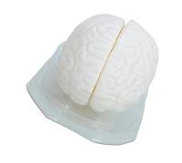 Modelo de cerebro con base de exhibición, modelos anatómicos humanos, herramienta de enseñanza médica para estudio en el aula, modelo anatómico humano