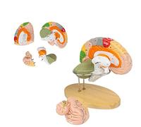 Modelo de cerebro humano, 2 unidades, pantalla de tamaño real con etiquetas, herramienta educativa numerada codificada por colores para enseñar anatomía y neurociencia, visualización cerebral con base