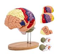 Modelo de cerebro humano 2X tamaño real, modelo anatómico de cerebro desmontable de 4 partes con etiquetas grabadas con láser, diseño magnético con soporte de exhibición para educación médica y apren