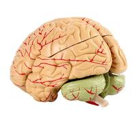 Modelo de cerebro humano 8 partes Tamaño real Enseñanza de la anatomía del cerebro humano Modelo médico para el estudio del aula de ciencias Modelo de exhibición para el aula de ciencias