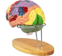 Modelo de Cerebro Humano Anatomía 2X tamaño Natural Modelo anatómico de Cerebro Humano para neurociencia con Modelo de Cerebro Desmontable codificado por Colores para el Aprendizaje