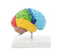Modelo de cerebro humano: anatomía funcional del hemisferio derecho, herramienta educativa con corte transversal cráneo despiezado