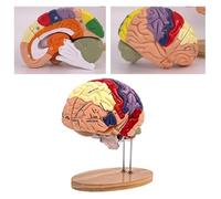 Modelo de cerebro humano anatómico de tamaño 2 veces mayor con etiquetas, for investigación científica en psicología, aprendizaje médico o exhibición en el aula.