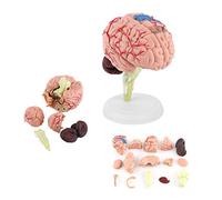 Modelo de Cerebro Humano anatómico desmantelado 1: 1 Herramienta de Aprendizaje para Aprender Modelo de Cerebro médico p