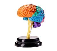 Modelo De Cerebro Humano Anatomy Modelo De 4 Partes De La Vida Cerebral Modelo Anatómico De Cerebro Humano En El Cerebro Del Cerebro Enseñanza Del Cerebro Humano Par A
