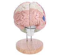 Modelo de Cerebro Humano Cerebro médico 4 Partes 1:2 Cerebro Estructural Médico particionado Modelo de demostración de c
