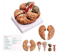 Modelo de cerebro humano, con base para el estudio y la enseñanza de ciencias en el aula.