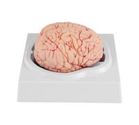 Modelo de cerebro humano, con base para estudio y enseñanza en aulas de ciencias B