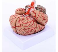 Modelo de cerebro humano de 8 partes, modelo anatómico de cerebro humano de tamaño natural con arterias de color, for exhibición de aprendizaje de neurociencia