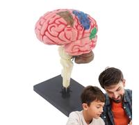 Modelo de cerebro humano - de anatomía médica Cerebro | de enseñanza codificado por colores con Base, modelo científico detallado para lecciones de biología, estudio de médicos de labora