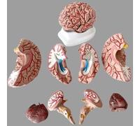 Modelo de cerebro humano de fibra de vidrio en 8 partes con imanes y base de fibra para enseñar anatomía