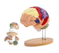 Modelo de cerebro humano de tamaño doble, modelo de anatomía cerebral, incluye 4 piezas etiquetadas con figuras de 9 colores, for aprendizaje de neurociencia, exhibición médica, identificación de func