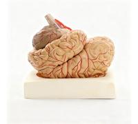 Modelo de Cerebro Humano Desmontable 1:1 Con Arterias Codificadas y Base de Exhibición, Modelo de Anatomía Cerebral Con Arterias, Material Didáctico para el Estudio de Psicología y Fisiología