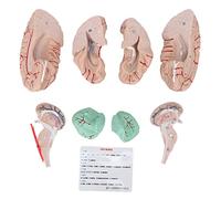 Modelo de Cerebro Humano, Enseñanza Anatómica del Cuerpo, Modelo de Cerebro Extraíble, Suministros de Exhibición de Educación Científica
