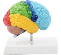 Modelo de cerebro humano for enseñanza médica, modelo de anatomía del cerebro de medio bloque derecho de tamaño natural, for estudio en el aula, exhibición educativa y educación en